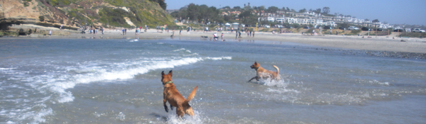 dog-friendly-del-mar-beach-san-diego